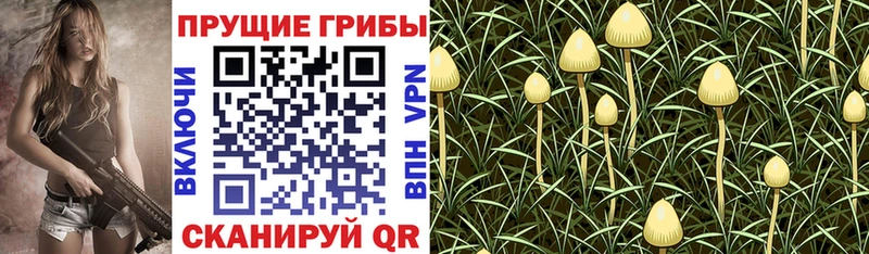 MEGA ONION  цены наркотик  Туймазы  Псилоцибиновые грибы Cubensis 